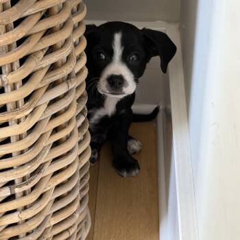 Boston Terrier and Chiweenie Dogs Available for Adoption - Coffee Bean | PetCurious