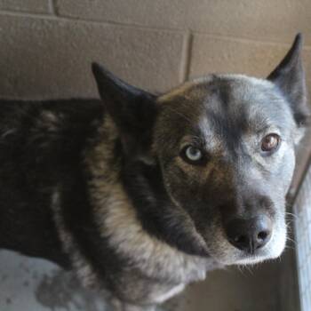 Husky Dogs Available for Adoption - Lilac | PetCurious