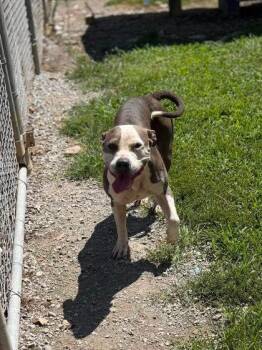Emmy -  Mixed Breed Dog for Adoption in Leitchfield, Kentucky - Emmy | PetCurious