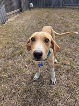 Ian -  Labrador Retriever Dog for Adoption in Fort Worth, Texas - Ian | PetCurious