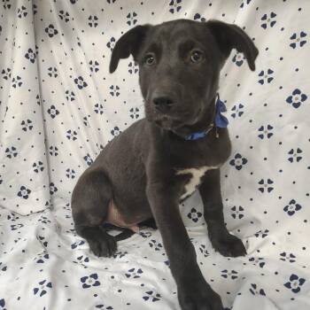 Boomer -  Alaskan Malamute and Pit Bull Terrier Dog for Adoption in Coos Bay, Oregon - Boomer | PetCurious