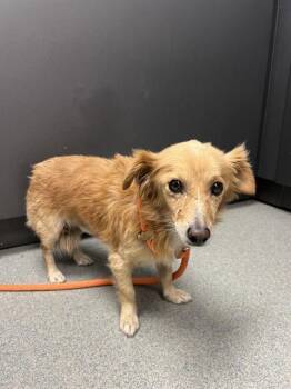 PEANUT -  Dachshund Dog for Adoption in Ontario, California - PEANUT | PetCurious