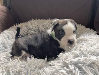 American Staffordshire Terrier and Boxer Dogs Available for Adoption - Franklin | PetCurious