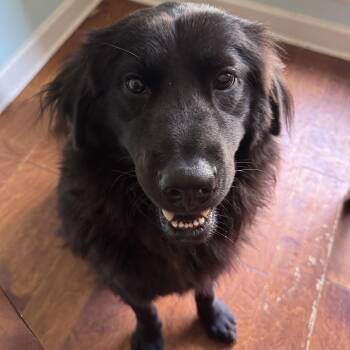 Shadow -  Black Labrador Retriever Dog for Adoption in Memphis, Tennessee - Shadow | PetCurious