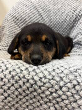 Beagle and Labrador Retriever Dogs Available for Adoption in Clinton, South Carolina - Cola | PetCurious
