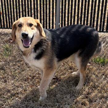 Shepherd and Great Pyrenees Dogs Available for Adoption - Floyd | PetCurious