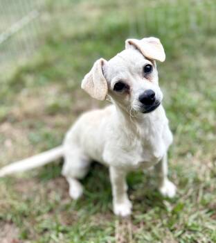 Miniature Dachshund and Chihuahua Dogs Available for Adoption - Bella | PetCurious
