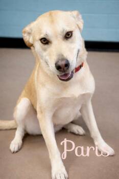 Husky Dogs Available for Adoption in Princeton, Massachusetts - Paris | PetCurious