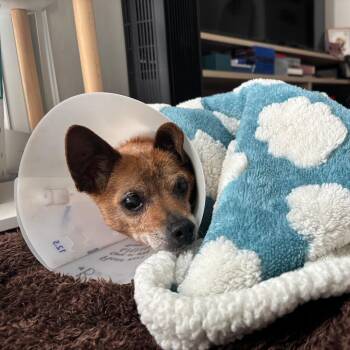 Chihuahua Dogs Available for Adoption in San Francisco, California - Bangles 13996 | PetCurious