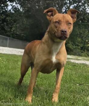Charlene -  Mixed Breed Dog for Adoption in Hillsdale, Indiana - Charlene | PetCurious