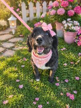 Bernese Mountain Dog and Poodle Dogs Available for Adoption - Lexi | PetCurious