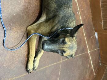 Rescue Belgian Shepherd Malinois and Greyhound Dogs for Adoption in Holly Springs, Mississippi - Daisy Duke | PetCurious