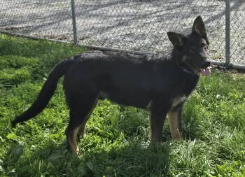 Falco -  German Shepherd Dog Dog Available for Adoption in Keokuk, Iowa - Falco | PetCurious