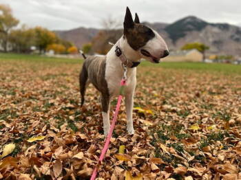 Rescue Bull Terrier Dogs for Adoption in Riverton, Utah - Cali | PetCurious