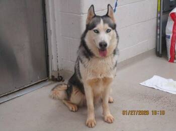 Siberian Husky Dogs Available for Adoption - Savannah(88) | PetCurious