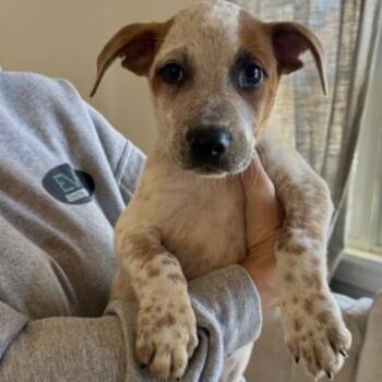Rescue Cattle Dog Dogs for Adoption in Lindenhurst, New York - Beau | PetCurious