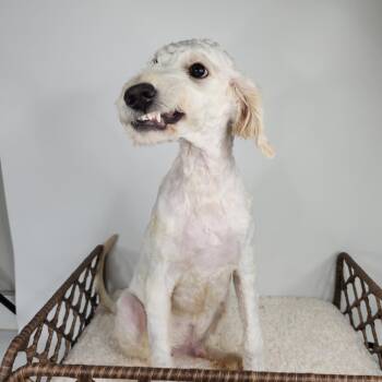 Porky -  Poodle Dog for Adoption in Fort Wayne, Indiana - Porky | PetCurious