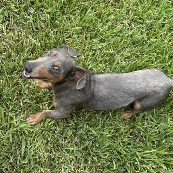 Cannoli -  Dachshund Dog for Adoption in Baton Rouge, Louisiana - Cannoli | PetCurious