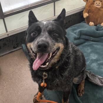 Marky Mark -  Australian Cattle Dog Blue Heeler Dog for Adoption in Middletown, Rhode Island - Marky Mark | PetCurious
