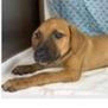KiKi -  Black Mouth Cur and Mixed Breed Dog for Adoption in Tampa, Florida - KiKi | PetCurious