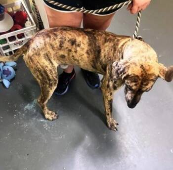 Mountain Cur and Mixed Breed Dogs Available for Adoption in Picayune, Mississippi - Jester | PetCurious