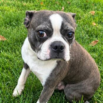 Wilbur -  Boston Terrier Dog for Adoption in Cincinnati, Ohio - Wilbur | PetCurious