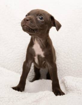 Twixie (Super Snuggly) -  Boston Terrier and Miniature Poodle Dog for Adoption in Mobile, Alabama - Twixie (Super Snuggly) | PetCurious