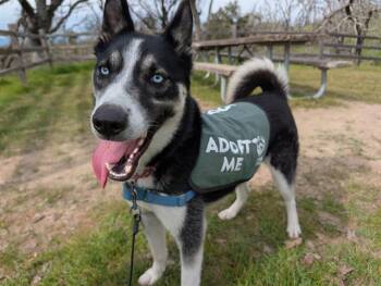 Siberian Husky and Mixed Breed Dogs Available for Adoption - SULLY | PetCurious