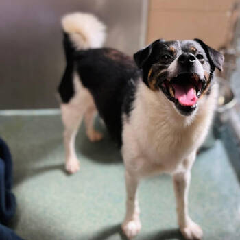 Rescue Chihuahua and Mixed Breed Dogs for Adoption in Fairfax Station, Virginia - Stan | PetCurious