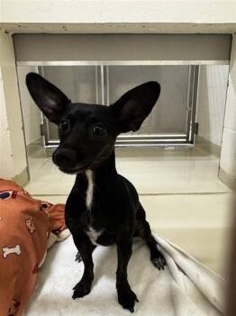 RUBY -  Chihuahua Dog for Adoption in Fremont, California - RUBY | PetCurious