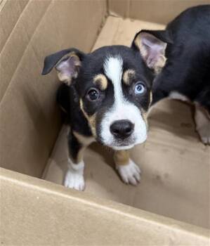 German Shepherd Dog Dogs Available for Adoption in Baytown, Texas - MARTIN | PetCurious