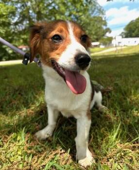 Corgi and Brittany Spaniel Dogs Available for Adoption in Washington, District Of Columbia - Milton | PetCurious