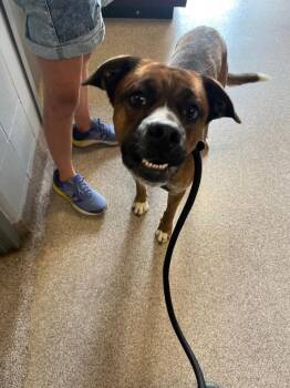 Bronx -  Boxer and Shepherd Dog for Adoption in Troy, Ohio - Bronx | PetCurious