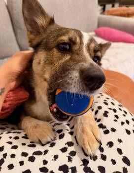 Penny Cirkle -  Australian Cattle Dog Blue Heeler Dog for Adoption in Houston, Texas - Penny Cirkle | PetCurious