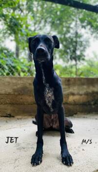 Rescue Labrador Retriever Dogs for Adoption - JET | PetCurious