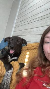 Shepherd Dogs Available for Adoption - Lionel | PetCurious