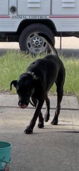 A659287 -  Labrador Retriever Dog for Adoption in Houston, Texas - A659287 | PetCurious