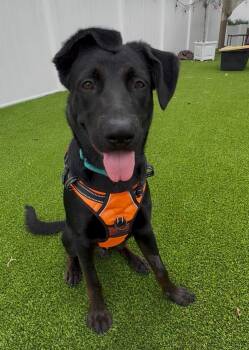 Arden -  Black Labrador Retriever and Flat Coated Retriever Dog for Adoption in Pompano Beach, Florida - Arden | PetCurious