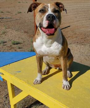Rescue Pit Bull Terrier Dogs for Adoption in Incline Village, Nevada - Nina | PetCurious