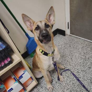 Hayden -  Shepherd and Mixed Breed Dog for Adoption in Lakeland, Florida - Hayden | PetCurious