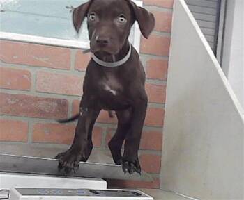A2097114 -  Labrador Retriever and Mixed Breed Dog for Adoption in Houston, Texas - A2097114 | PetCurious