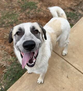 Rescue Great Pyrenees Dogs for Adoption in New Canaan, Connecticut - Sully | PetCurious