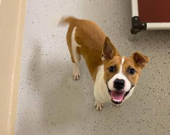 Rescue Pit Bull Terrier and Jack Russell Terrier Dogs for Adoption - Cooper | PetCurious