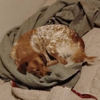 Rescue Cattle Dog and Mixed Breed Dogs for Adoption in Lynchburg, Virginia - Ollie | PetCurious