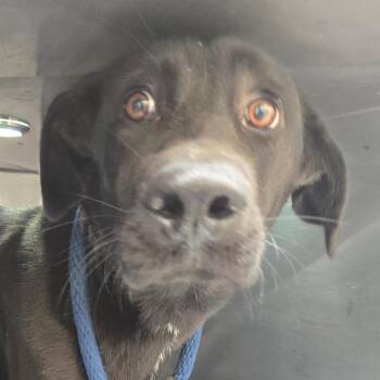 Muffy -  Shepherd Dog for Adoption in Philadelphia, Pennsylvania - Muffy | PetCurious