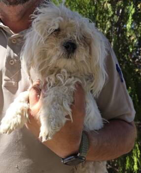 Rescue Mixed Breed Dogs for Adoption in Fort Stockton, Texas - Rocky | PetCurious