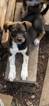 Rescue Australian Cattle Dog Blue Heeler Dogs for Adoption in Chinle, Arizona - Polly | PetCurious