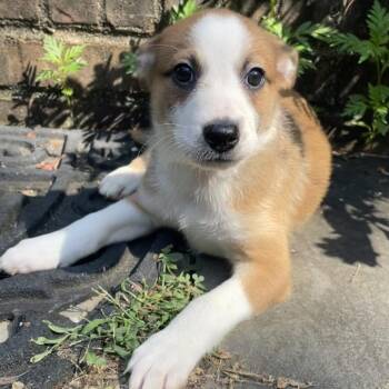 Jillyboo -  Mixed Breed Dog for Adoption in Fredericksburg, Virginia - Jillyboo | PetCurious