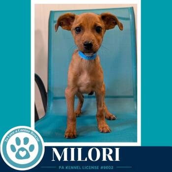Chihuahua and Dachshund Dogs Available for Adoption in Kimberton, Pennsylvania - Milori (Pixie Pack) 053026 | PetCurious