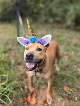 Rescue Mixed Breed Dogs for Adoption in Acworth, Georgia - Susie | PetCurious